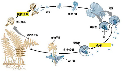 蕨类植物生活史简图图片