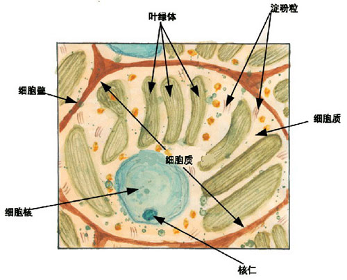 淀粉结构示意图图片