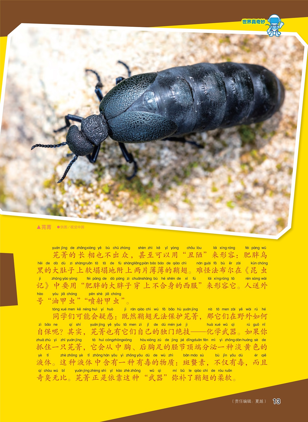 机甲战士:神奇的鞘翅目甲虫