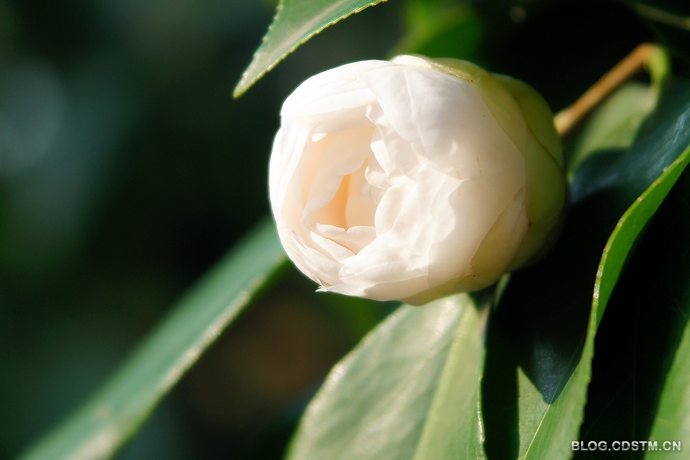 【原创】茶花—吐雪喷火竞风流