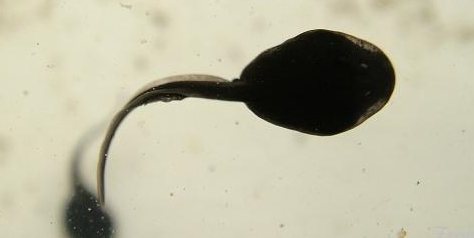 小动物 找妈妈 小动物 找妈妈