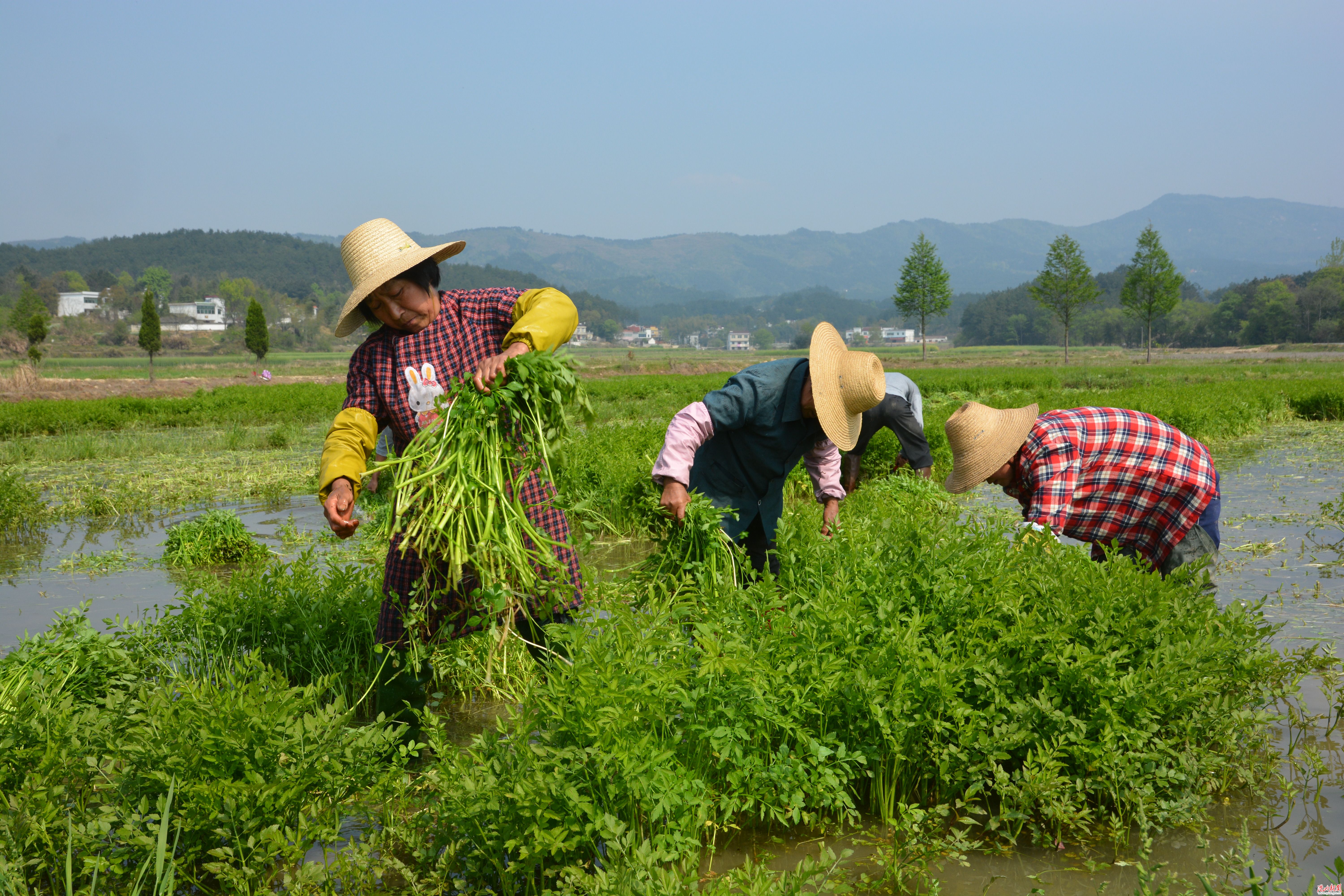 野菜;蔬菜;春天;香椿