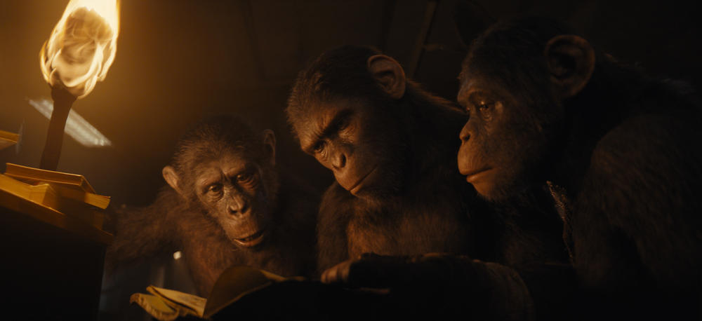 猿猴看书,生命的进化