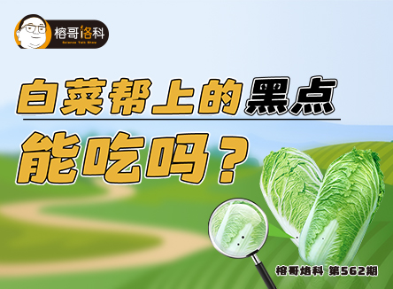 【榕哥烙科】第562期：白菜帮上的黑点能吃吗？