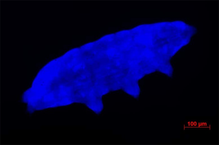科学家发现新种水熊虫 科学家发现新种水熊虫