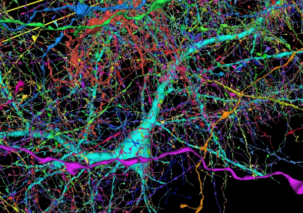 谷歌哈佛联合发布全面的3D可视化人脑图像，错综复杂令人惊叹
