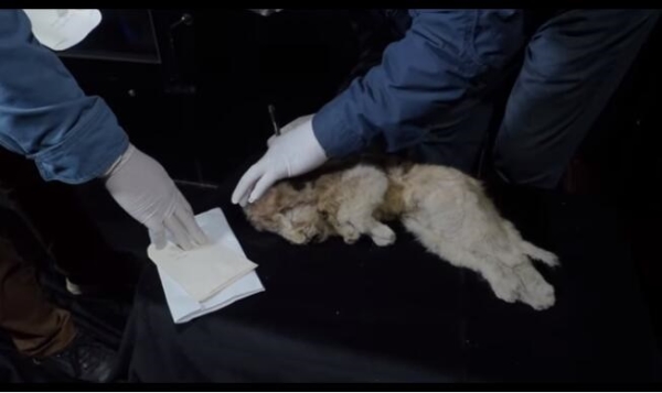 保存完好!西伯利亚发现4万年前幼狮化石,另一只冰冻2.8万年幼狮仍栩栩如生 保存完好!西伯利亚发现4万年前幼狮化石,另一只冰冻2.8万年幼狮仍栩栩如生