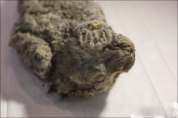 保存完好!西伯利亚发现4万年前幼狮化石,另一只冰冻2.8万年幼狮仍栩栩如生 保存完好!西伯利亚发现4万年前幼狮化石,另一只冰冻2.8万年幼狮仍栩栩如生