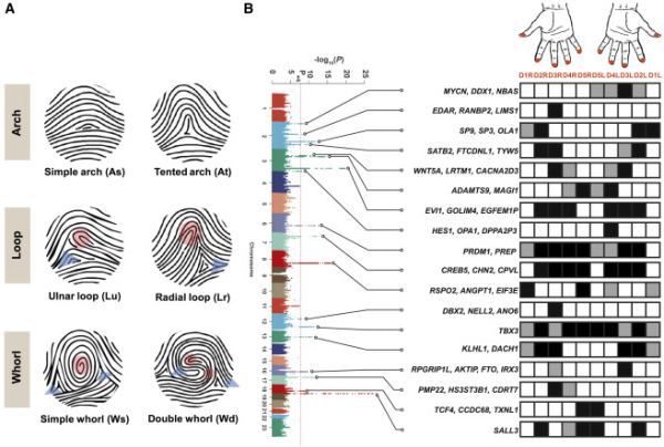 基因,遗传 基因,遗传