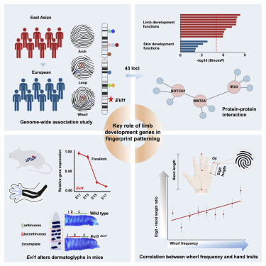 基因,遗传 基因,遗传