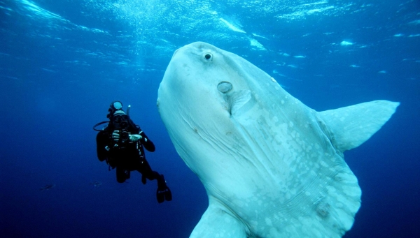 翻车鱼,与人共游 翻车鱼,与人共游