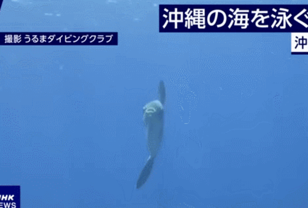 怪鱼,日本 怪鱼,日本