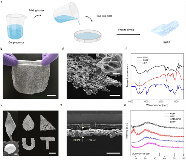 纤维素,细胞壁 纤维素,细胞壁