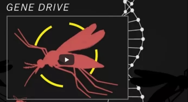 基因编辑食品,能否端上我们的餐桌? 基因编辑食品,能否端上我们的餐桌?