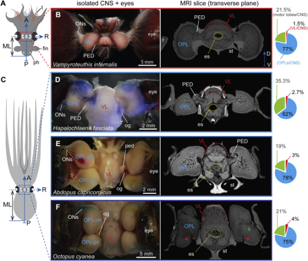 章鱼,动物行为 章鱼,动物行为