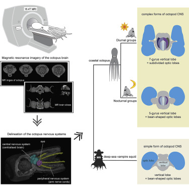 章鱼,动物行为 章鱼,动物行为