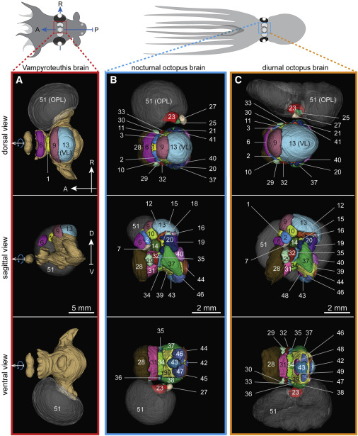 章鱼,动物行为 章鱼,动物行为