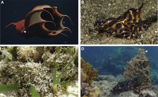 章鱼,动物行为 章鱼,动物行为