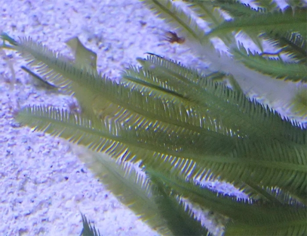 巨兽,生物 巨兽,生物