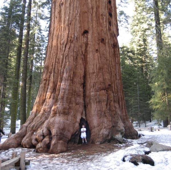 巨兽,生物 巨兽,生物