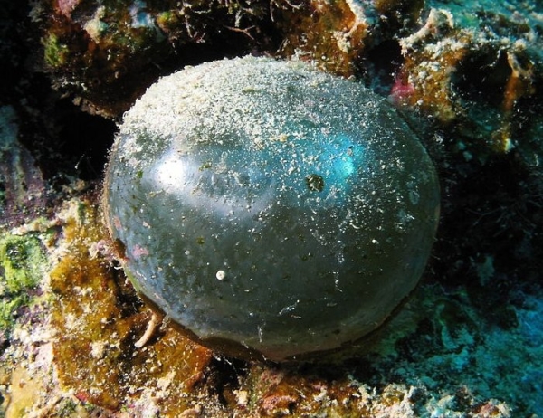 巨兽,生物 巨兽,生物