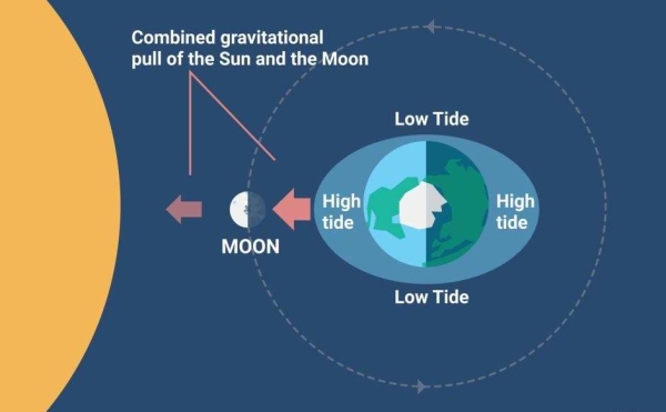 潮汐引力,生物 潮汐引力,生物