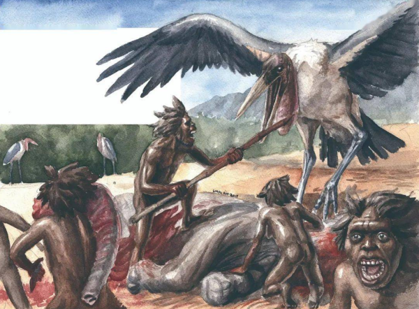 巨秃鹳,弗洛雷斯人 巨秃鹳,弗洛雷斯人