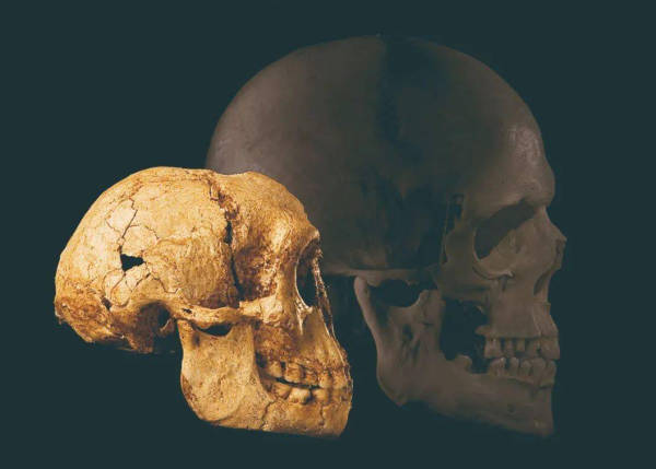 头盖骨,古猿人 头盖骨,古猿人