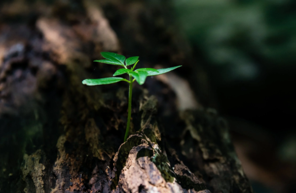 生命,DNA,植物