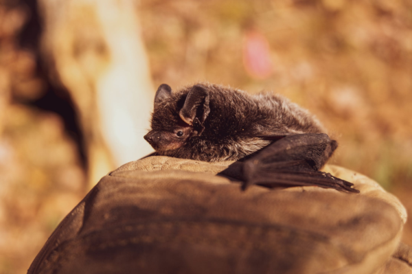冬眠的蝙蝠与冬眠的熊具有相似的新陈代谢