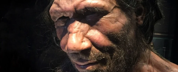 尼安德特人,复原图 尼安德特人,复原图