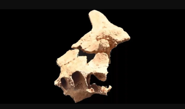 化石,人类,西班牙 化石,人类,西班牙