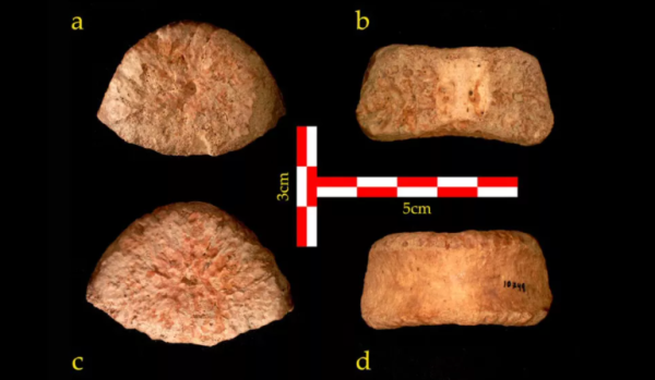 原始人类,椎骨 原始人类,椎骨