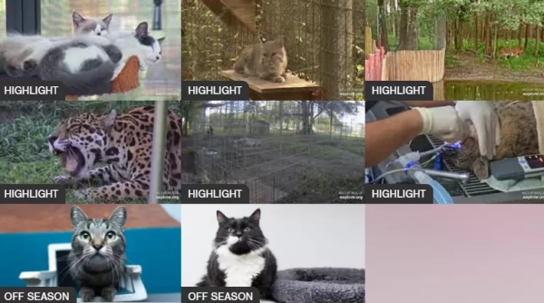 为了云养猫事业,人类付出了哪些努力? 为了云养猫事业,人类付出了哪些努力?