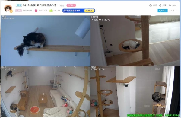 为了云养猫事业,人类付出了哪些努力? 为了云养猫事业,人类付出了哪些努力?