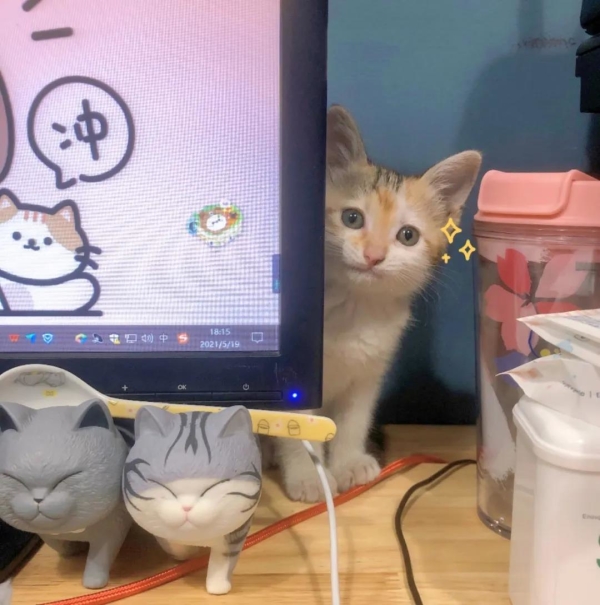 为了云养猫事业,人类付出了哪些努力? 为了云养猫事业,人类付出了哪些努力?