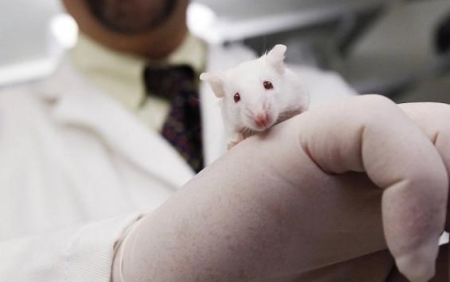 小鼠,试验,不使用穿刺手术