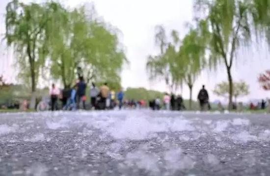 飞絮;过敏;花粉;柳絮 飞絮;过敏;花粉;柳絮