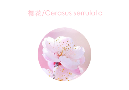 赏花;吃花;春季;可食用花卉;春季养生;美食 赏花;吃花;春季;可食用花卉;春季养生;美食