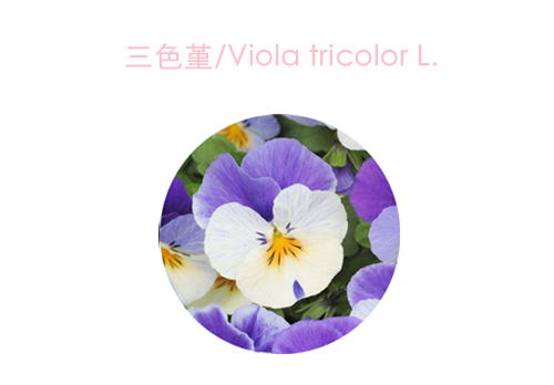 赏花;吃花;春季;可食用花卉;春季养生;美食 赏花;吃花;春季;可食用花卉;春季养生;美食