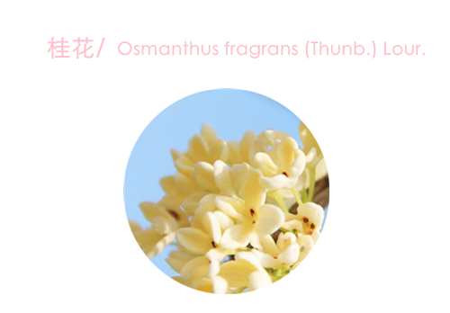 赏花;吃花;春季;可食用花卉;春季养生;美食 赏花;吃花;春季;可食用花卉;春季养生;美食