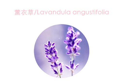 赏花;吃花;春季;可食用花卉;春季养生;美食 赏花;吃花;春季;可食用花卉;春季养生;美食