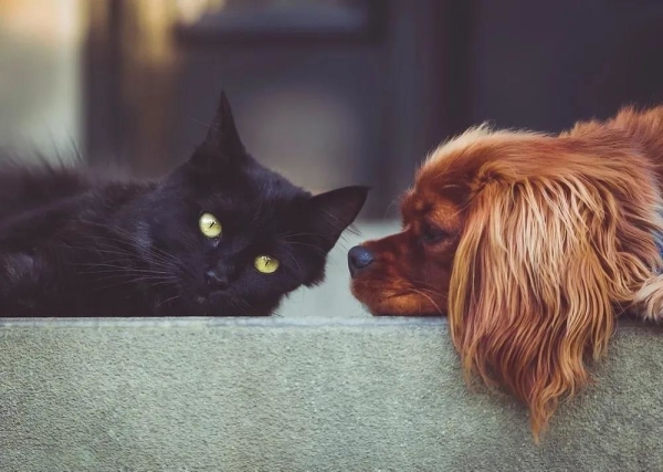 宠物;过敏;猫;狗;宠物过敏 宠物;过敏;猫;狗;宠物过敏