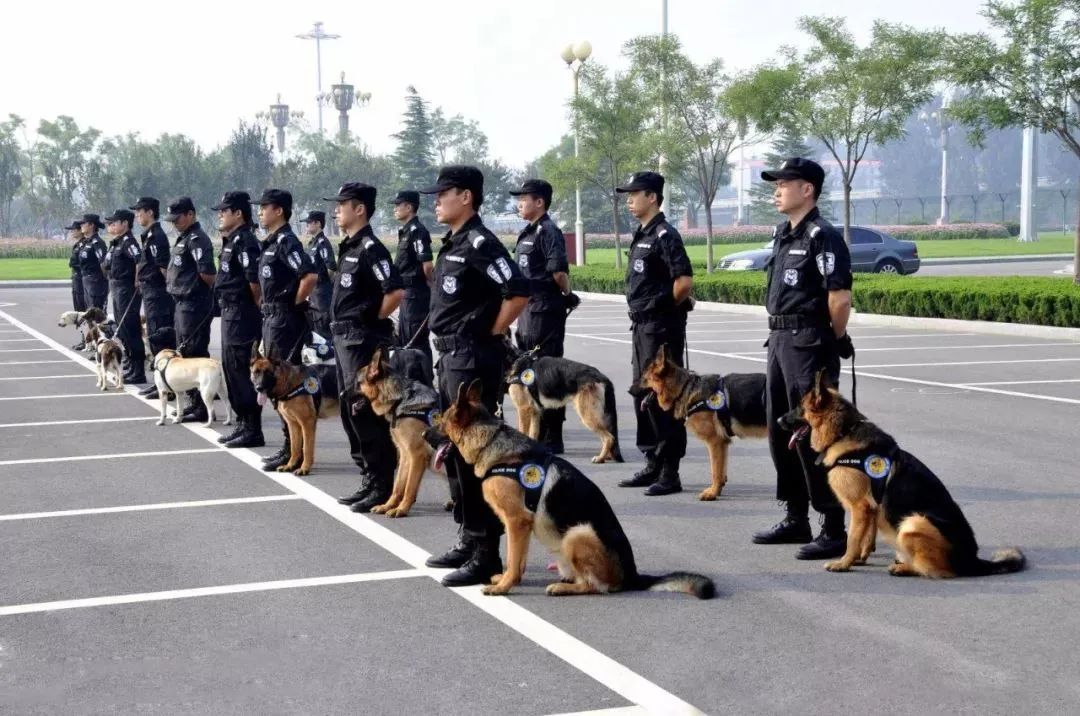 警犬技术专业 警犬技术专业