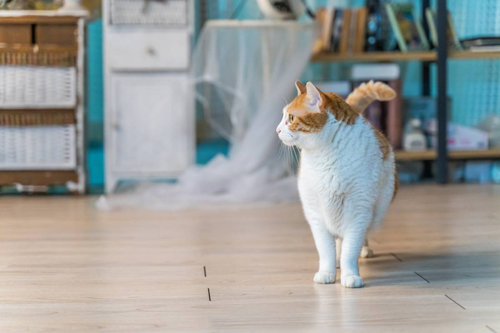 橘猫,养猫,宠物 橘猫,养猫,宠物