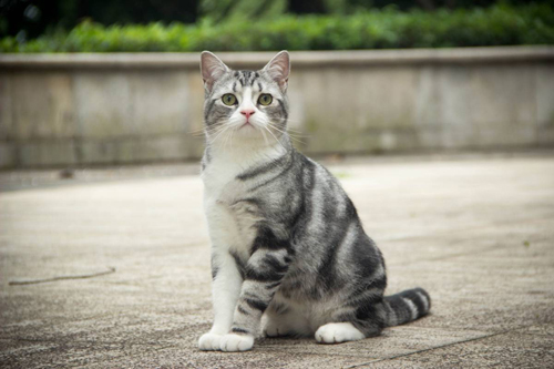 猫,养猫,宠物 猫,养猫,宠物