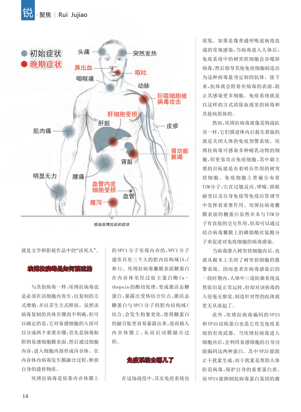 埃博拉病毒如何繁殖,埃博拉病毒危害,埃博拉与免疫系统 埃博拉病毒如何繁殖,埃博拉病毒危害,埃博拉与免疫系统