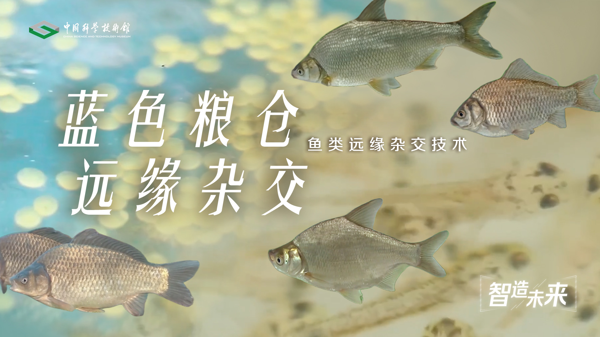【智造未来】蓝色粮仓 远缘育新——鱼类远缘杂交技术
