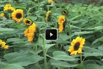 且听花语——向日葵